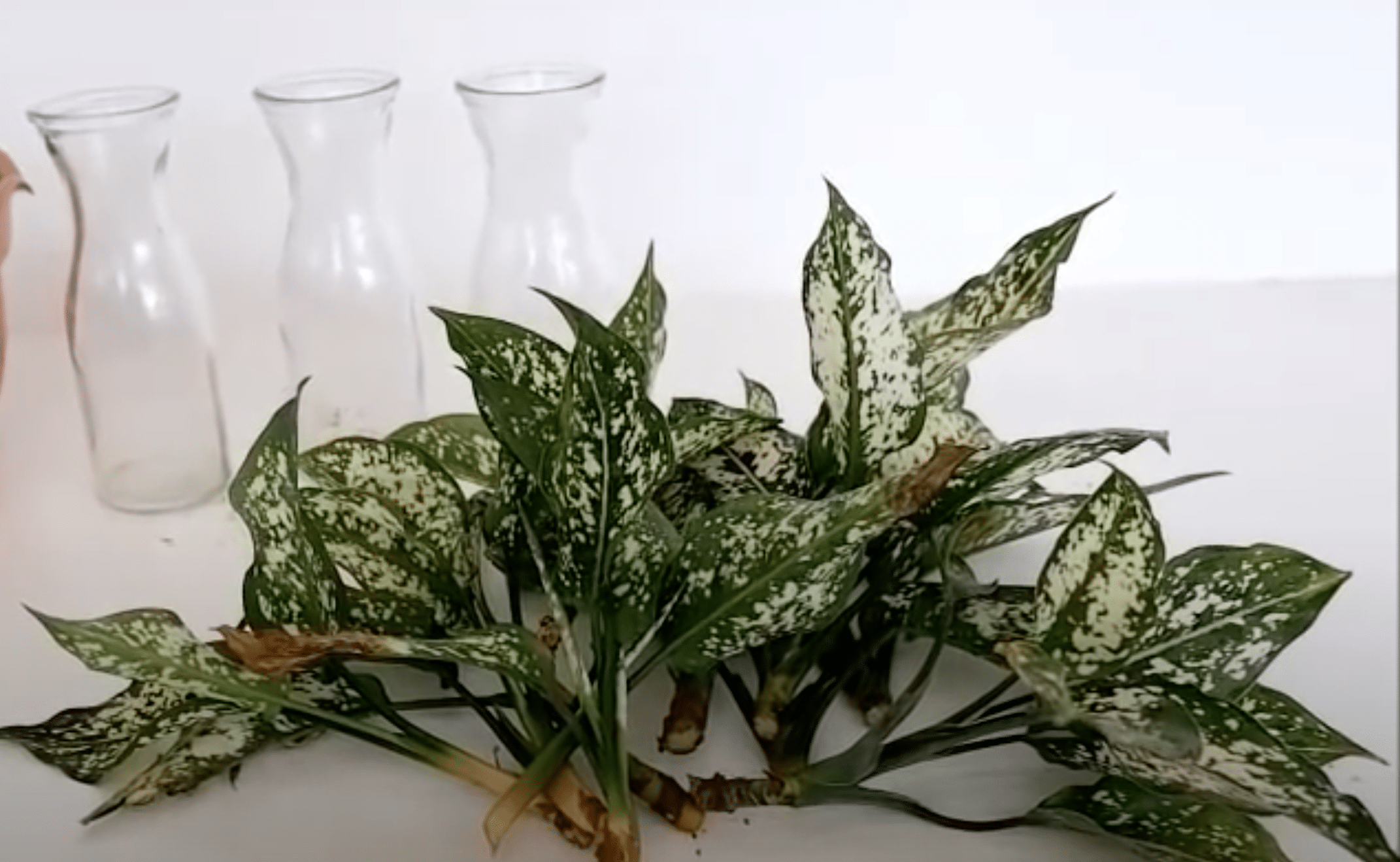 Silver bay chinese evergreen stalks to propagate